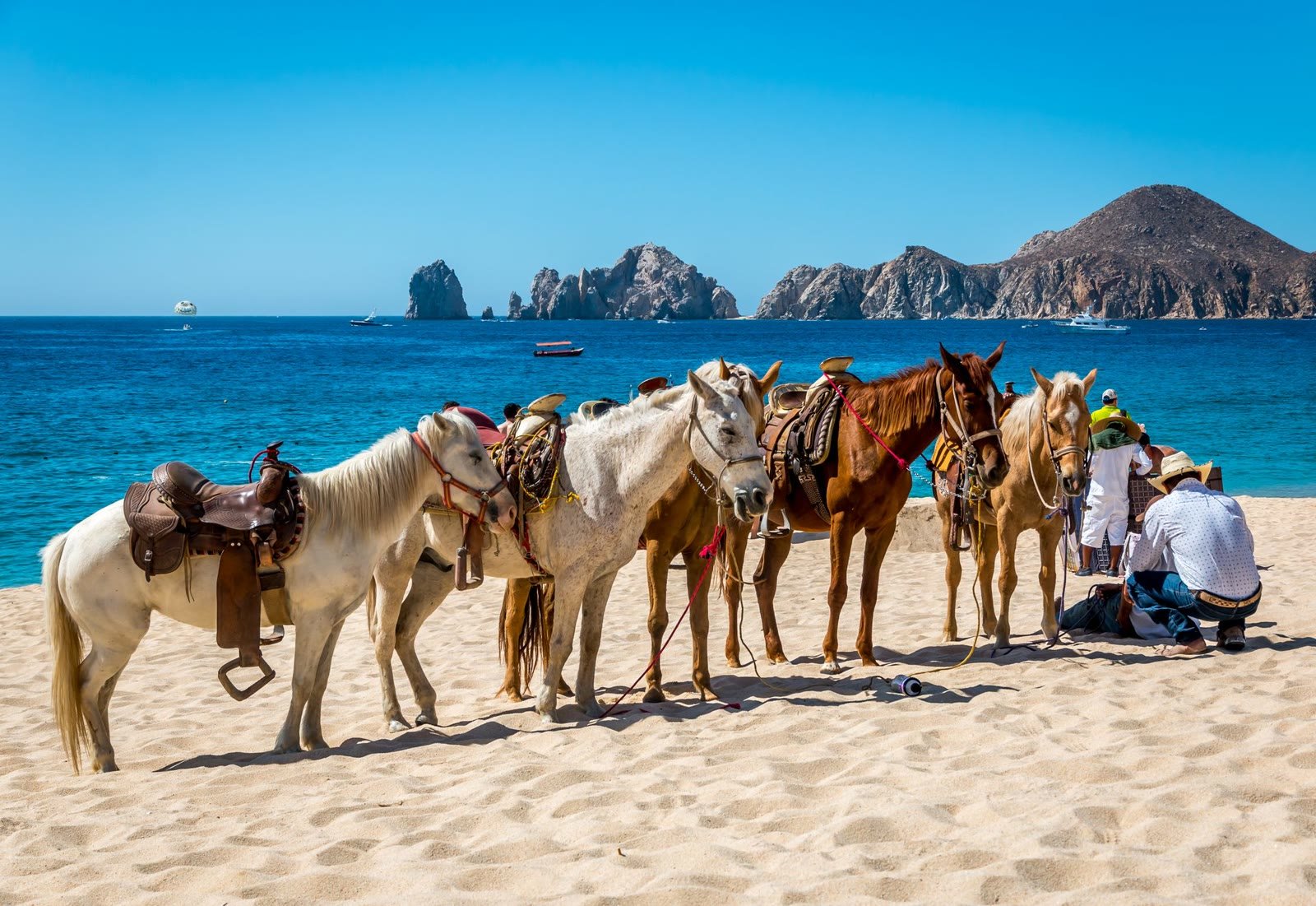 Saddled horses on the sand with El Arco and the Sea of Cortez behind them