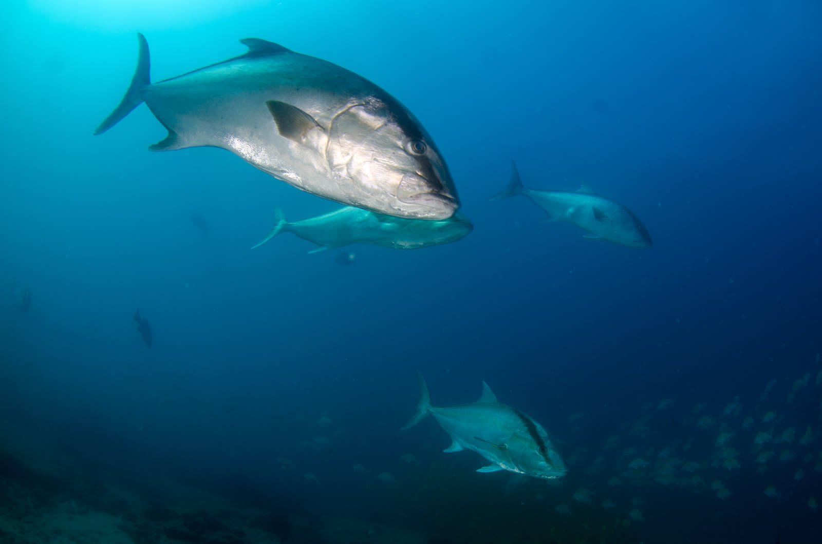 Large jacks swimming in clear blue Sea of Cortez water